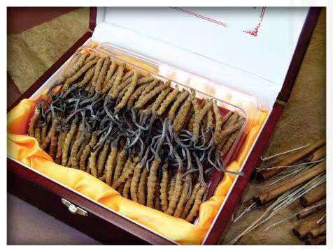 板桥镇冬虫夏草回收